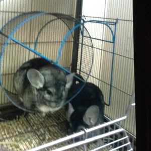 Meet your Posher, Henchy